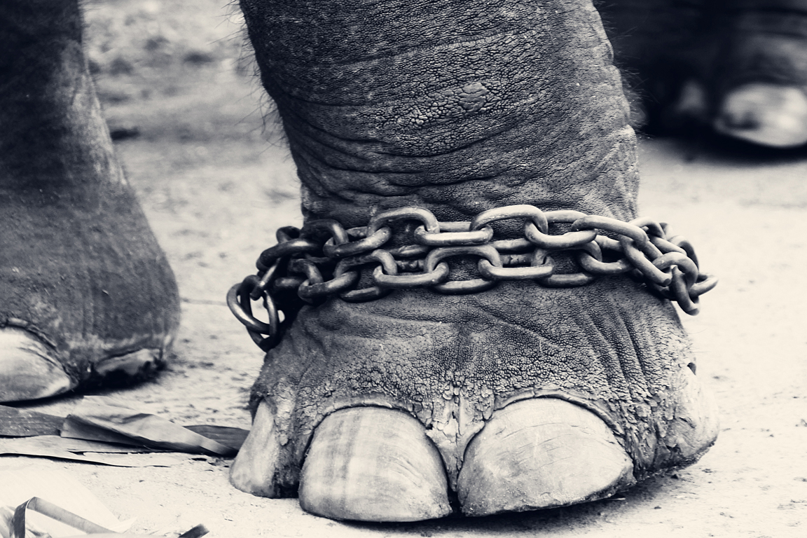 Leg_of_a_chained_elephant